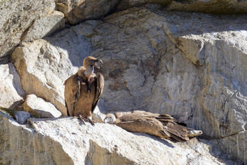 Una pareja de Buitres en su buitrera