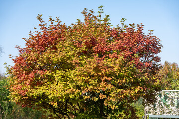 A tree with leaves that are yellow and red. The tree is in a park