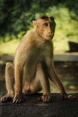 Monkey in the tropical forest in India.  Long-Tailed macaque 