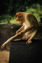 Obraz premium Monkey in the tropical forest in India. Long-Tailed macaque 