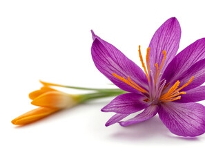 Saffron crocus flower, isolated on white background.