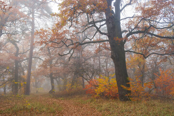 A foggy forest scene in autumn, featuring tall oak trees with twisted branches and colorful fall foliage. The misty atmosphere creates a moody, ethereal ambiance