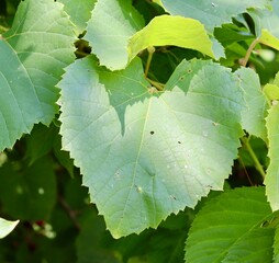 A close view of the bright green leaf on the branch.