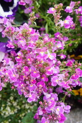 beautiful botanical shot, natural wallpaper. beautiful flowers. 