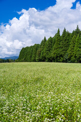 白い蕎麦の花が咲く青空の風景