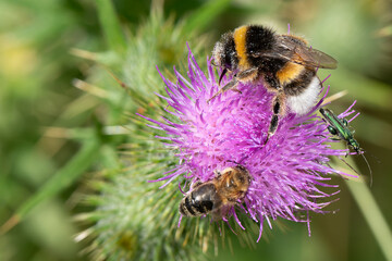 Bumblebee, bee and green beetle on one thistle flower.
