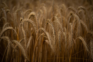 Close-up of a wheat field that fades into blur.