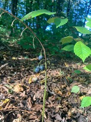 blue berry in the forest 
