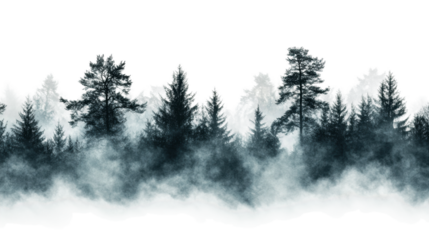 Misty forest landscape with tall trees at dawn isolated on transparent background