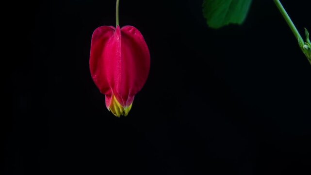 Red calyx Abutilon flowering time-lapse photography