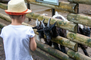 little boy with care feeds the goat. Environmentally friendly product on the farm. Useful goat milk. Summer holidays in the countryside. BIO. High quality photo