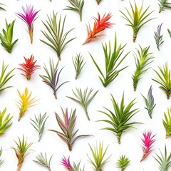 Obraz premium Seamless pattern of tillandsia plants. photography 