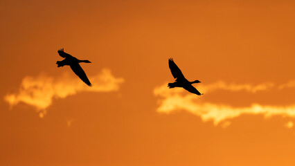 Two geese at dawn. Silhouette of greylag goose or graylag goose (Anser anser) in flight with a beautiful sunrise sky in background. Isola della Cona nature reserve, Friuli Venezia Giulia, Italy.