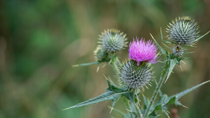 Cardos con fondo verde desenfocado