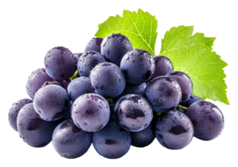 Freshly picked dark grapes with water droplets isolated on transparent background