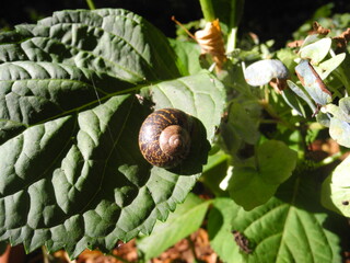 Eine braune Schnecke auf einem Blatt