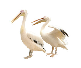 Beautiful white pelicans on white background. Exotic bird