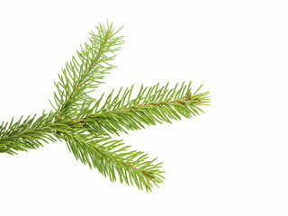 Fresh spruce green branch isolated on white