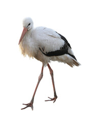 Beautiful white stork on white background. Exotic bird