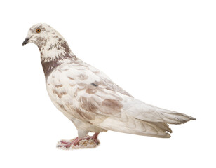 One beautiful spotted dove on white background