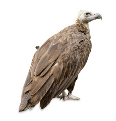 Beautiful Eurasian griffon vulture on white background. Exotic bird