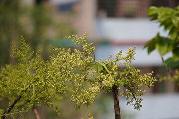 Newly sprouted hog plum buds and flowers captured in daylight.
