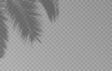 Vector plant shadow png. Shadow png. Silhouette of grass, leaves, tree on an isolated transparent background.