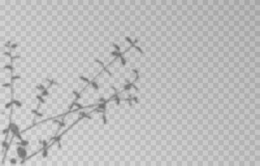 Vector plant shadow png. Shadow png. Silhouette of grass, leaves, tree on an isolated transparent background.