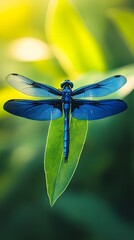 A blue dragonfly perched on the edge of a green leaf, macro photography, blurred background, macro lens, macro view