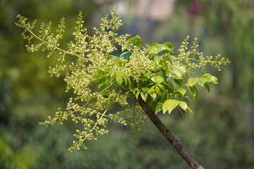 Newly sprouted hog plum buds and flowers captured in daylight.
