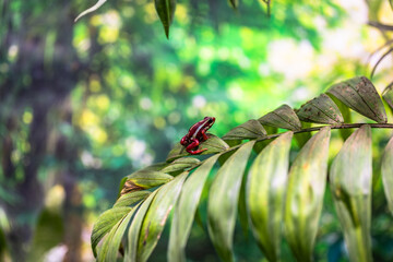 Rainforest colorful jungle frog toad in its habitat