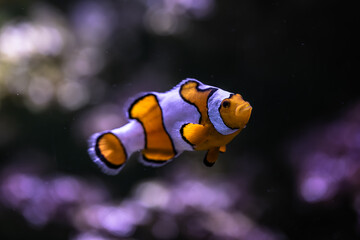 Small fish in an aquarium in captivity