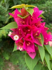 pink flower in the garden