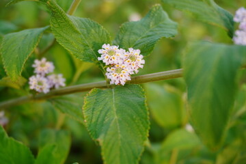 A wild plant named Lippia alba with its beautiful flowers.