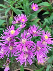 Fototapeta premium New England Aster Flower