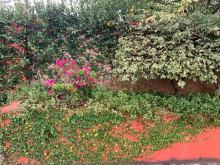 flowers in the garden