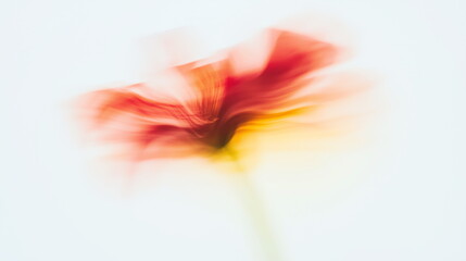  A blurred photograph of an abstract red flower on a white background