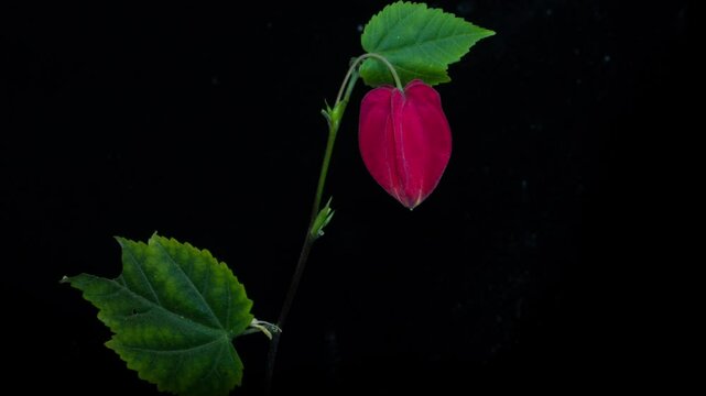 Red calyx Abutilon flowering time-lapse photography
