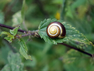 snail slug on leaf summer