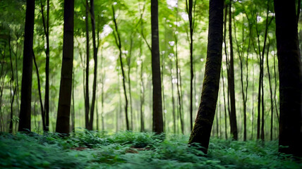 Obraz premium Blurred bokeh of a lush, green forest