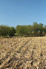 Obraz premium A field with trees and grass