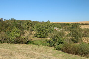 A grassy area with trees and bushes