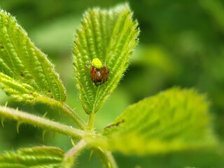 Spider on leaf summer