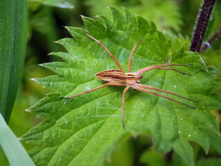Spider on leaf summer