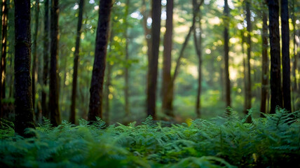 Obraz premium Blurred bokeh of a lush, green forest
