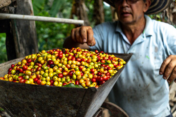 farmer man selecting Colombian coffee beans from a container full of cultivated coffee