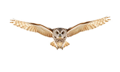 owl flying  isolated on transparent background
