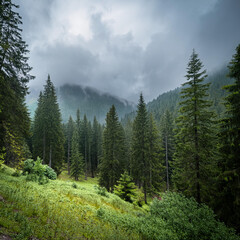 forest in the mountains