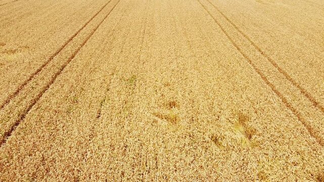 wheat field in summer