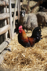 Rooster standing in hay on an animal farm. Sheep in the background. Farmyard rural life. Animals in pen enclosure with wooden fence.
